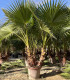 Washingtonia Robusta 3 Trunks