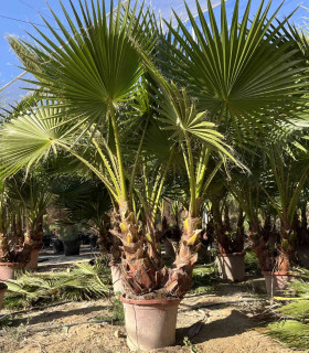 Washingtonia Robusta 3 Trunks