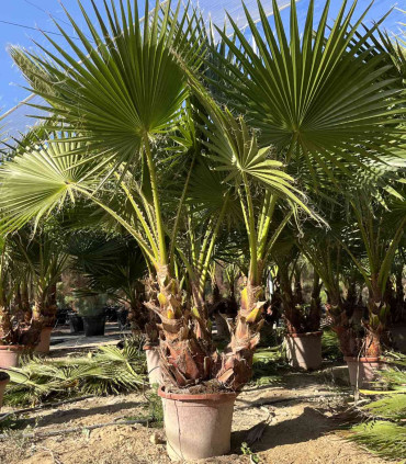 Washingtonia Robusta 3 Troncos