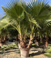 Washingtonia Robusta 3 Trunks