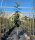 Carob tree