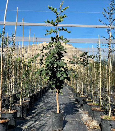 Carob tree