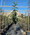 Carob tree