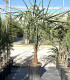 Trachycarpus fortunei