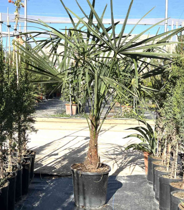Trachycarpus fortunei