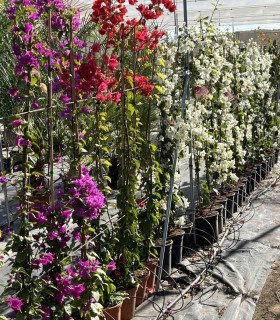 Bougainvillea, Buganvilla