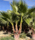 Washingtonia Robusta 3 Trunks