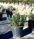 Toothed Lavender