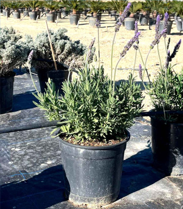 Lavanda Dentada
