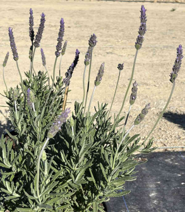 Toothed Lavender