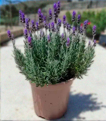Lavandula officinalis