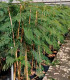 Albizia