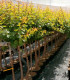 Albaricoquero (Prunus armeniaca)