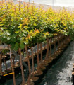 Apricot tree (Prunus armeniaca)
