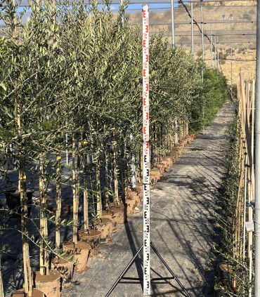 Arbequina olive production