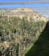 Arbequina olive production
