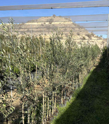Arbequina olive production