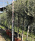 Arbequina olive production