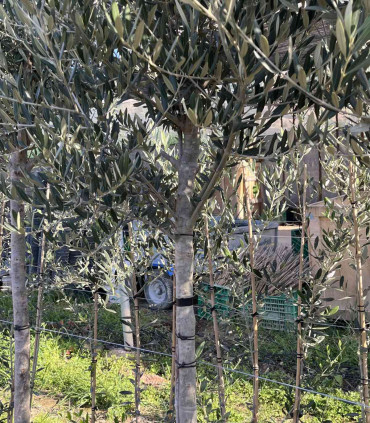 Arbequina olive production