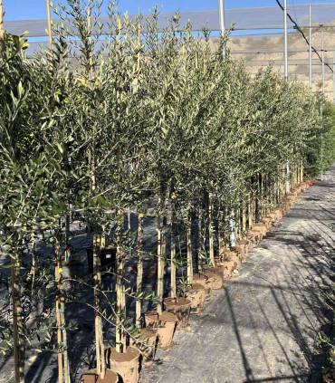 Olivo producción Arbequina