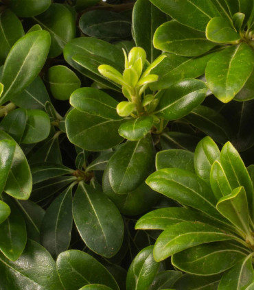 Pittosporum tobira