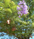 Jacaranda