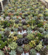 Variedad de Crasas y Cactus