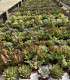 Variety of Succulents and Cactus