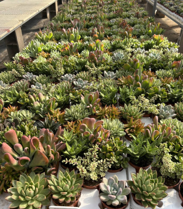 Variedad de Crasas y Cactus
