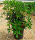 Pittosporum tobira