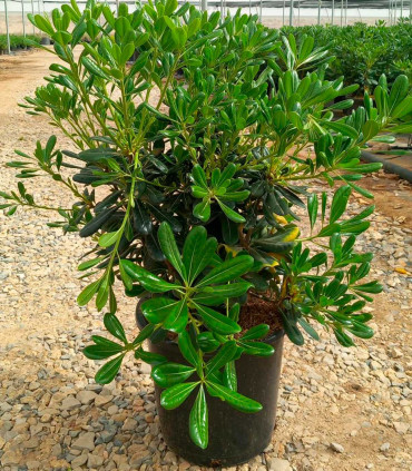 Pittosporum tobira
