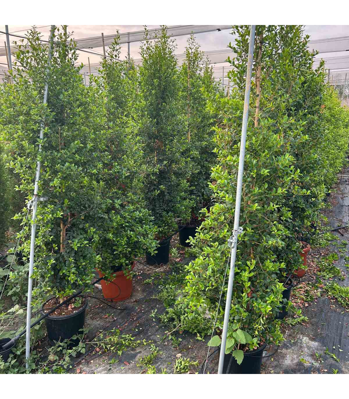 eugenia-newport-eugenia-myrtifolia