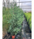 Ciprés Leylandi