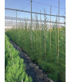 Casuarina