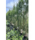 Casuarina