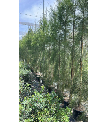Casuarina