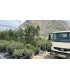 Casuarina