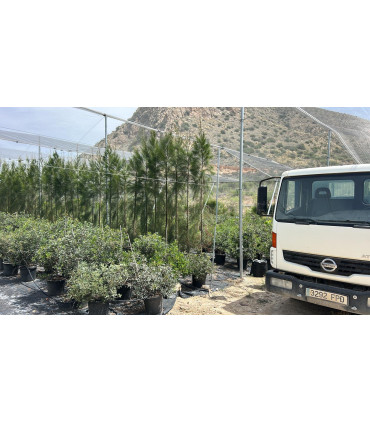 Casuarina