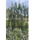 Casuarina