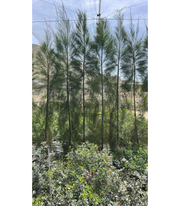 Casuarina