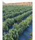 Creeping rosemary (Rosmarinus officinalis)