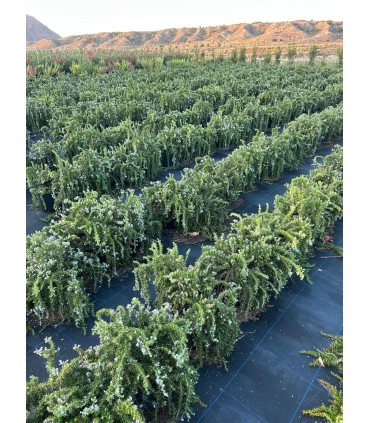 Romero rastrero (Rosmarinus officinalis)