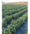 Romero rastrero (Rosmarinus officinalis)
