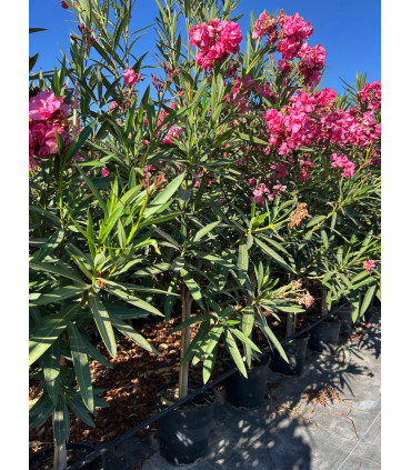 Oleander (Nerium oleander) tree format.