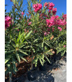 Oleander (Nerium oleander) tree format.