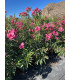 Adelfa (Nerium oleander) formato árbol.