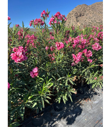 Oleander (Nerium oleander) tree format.