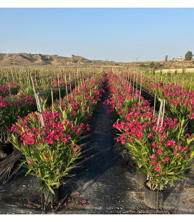 Oleander (Nerium oleander) bush format.