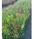 Oleander (Nerium oleander) bush format.