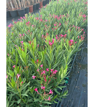 Oleander (Nerium oleander) bush format.